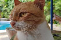 HONOR-70-camera-sample-picture-in-review-for-Revu-Philippines_cat