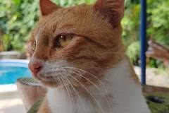 HONOR-70-camera-sample-picture-in-review-for-Revu-Philippines_cat