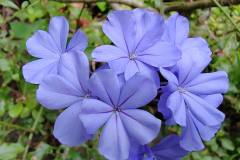 HONOR-70-camera-sample-picture-in-review-for-Revu-Philippines_lavender-flowers