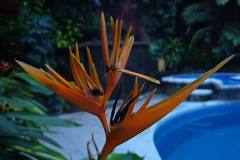 HONOR-70-camera-sample-picture-in-review-for-Revu-Philippines_orange-plant