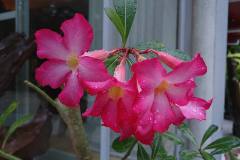 HONOR-70-camera-sample-picture-in-review-for-Revu-Philippines_pink-flowers