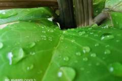 Huawei-Nova-7i-camera-sample-picture-Revu-Philippines_Macro-mode