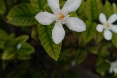 Huawei-Y5-2019-camera-sample-picture-Revu-Philippines-e