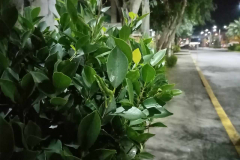 Huawei-Y6-Pro-2019-sample-night-picture-Revu-Philippines