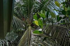 Huawei-Y6p-sample-picture-Revu-Philippines_1x1