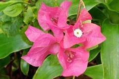 Huawei-Y6p-sample-picture-Revu-Philippines_2x2