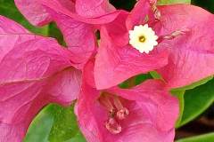 Huawei-Y6p-sample-picture-Revu-Philippines_4x2