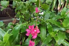 Huawei-Y6p-sample-picture-Revu-Philippines_UW2