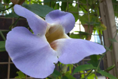 OPPO-A3s-sample-picture-Revu-Philippines-b