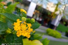 Vivo-S1-sample-picture-for-comparison-review-Revu-Philippines-c