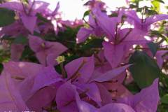 Infinix-Hot-10S-camera-sample-picture-in-review-by-Revu-Philippines_flower-shot-auto-mode