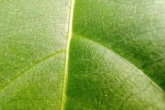 Infinix-Zero-X-Pro-camera-sample-picture-in-review-by-Revu-Philippines-macro-mode