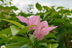 Motorola-Edge-20-Fusion-camera-sample-in-review-by-Revu-Philippines-1x-flower