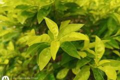 Motorola-Edge-20-Fusion-camera-sample-in-review-by-Revu-Philippines-auto-mode-light-green-plant