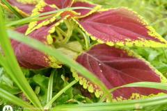 Motorola-Edge-20-Fusion-camera-sample-in-review-by-Revu-Philippines-auto-mode-plant