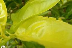 Motorola-Edge-20-Fusion-camera-sample-in-review-by-Revu-Philippines-macro-mode-light-green-plant