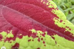 Motorola-Edge-20-Fusion-camera-sample-in-review-by-Revu-Philippines-macro-mode-plant