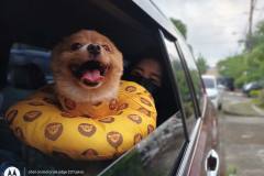 Motorola-Edge-20-Fusion-camera-sample-in-review-by-Revu-Philippines-portrait-mode-Cindy-Pomeranian-dog-a