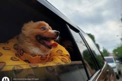 Motorola-Edge-20-Fusion-camera-sample-in-review-by-Revu-Philippines-portrait-mode-Cindy-Pomeranian-dog-b