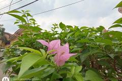 Motorola-Edge-20-Fusion-camera-sample-in-review-by-Revu-Philippines-ultra-wide-flower