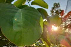 OPPO-A74-5G-camera-sample-picture-in-review-by-Revu-Philippines_1x-plant