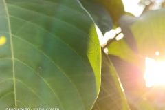 OPPO-A74-5G-camera-sample-picture-in-review-by-Revu-Philippines_2x-zoom-plant