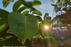 OPPO-A74-5G-camera-sample-picture-in-review-by-Revu-Philippines_Alora-ultra-wide-plant