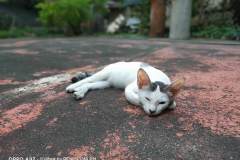 OPPO-A92-sample-picture-Revu-Philippines_portrait-cat