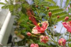 OPPO-A94-camera-sample-picture-in-review-by-Revu-Philippines_flower-1x-a