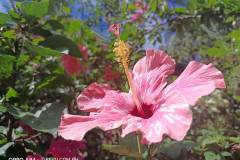 OPPO-A94-camera-sample-picture-in-review-by-Revu-Philippines_flower-auto-a