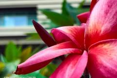OPPO-Find-X3-Pro-camera-sample-picture-in-review-by-Revu-Philippines_1x-red-flower