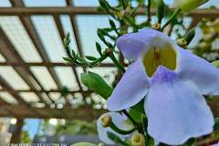 OPPO-Find-X3-Pro-camera-sample-picture-in-review-by-Revu-Philippines_1x-white-flower