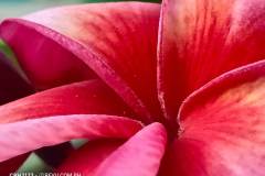 OPPO-Find-X3-Pro-camera-sample-picture-in-review-by-Revu-Philippines_2x-zoom-red-flower