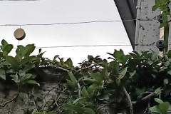 OPPO-Reno-3-sample-picture-zooming-series-Revu-Philippines-b3