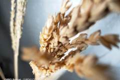 OPPO-Reno-4-sample-picture-Revu-Philippines-macro-1