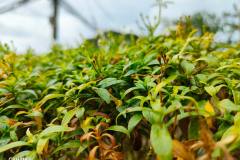 OPPO-Reno-5-5G-camera-sample-picture-in-review-by-Revu-Philippines_auto-a