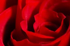 OPPO-Reno-5-5G-camera-sample-picture-in-review-by-Revu-Philippines_macro