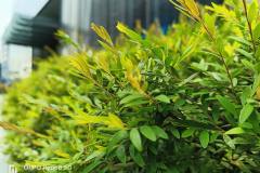 OPPO-Reno8-5G-camera-sample-picture-in-review-by-Revu-Philippines-9-19-plants-auto