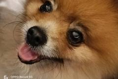 OPPO-Reno8-5G-camera-sample-picture-in-review-by-Revu-Philippines-9-22-2x-zoom-yogi-the-pomeranian