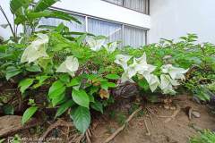 Realme-6-sample-ultra-wide-picture-Revu-Philippines_UWa