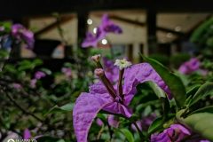 Huawei-Y7a-camera-sample-picture-by-Revu-Philippines-g