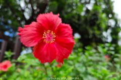 Realme-8-Pro-camera-sample-picture-in-review-by-Revu-Philippines_108mp-mode