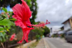 Realme-8-Pro-camera-sample-picture-in-review-by-Revu-Philippines_1x-flower-sideview