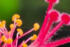 Realme-8-Pro-camera-sample-picture-in-review-by-Revu-Philippines_20x-zoom-flower-sideview