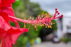 Realme-8-Pro-camera-sample-picture-in-review-by-Revu-Philippines_3x-zoom-flower-sideview