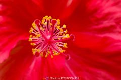 Realme-8-Pro-camera-sample-picture-in-review-by-Revu-Philippines_3x-zoom-flower