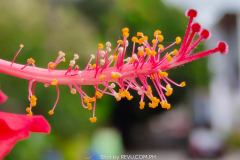 Realme-8-Pro-camera-sample-picture-in-review-by-Revu-Philippines_5x-zoom-flower-sideview
