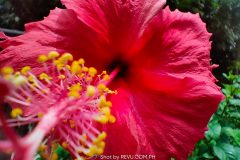 Realme-8-Pro-camera-sample-picture-in-review-by-Revu-Philippines_macro