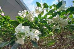 Realme-9-Pro-Plus-camera-sample-picture-in-review-by-Revu-Philippines-white-flower-1x