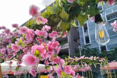 Realme-9i-camera-sample-picture-by-Revu-Philippines-pink-flowers